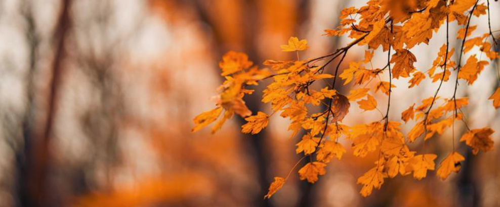 Fall Collection